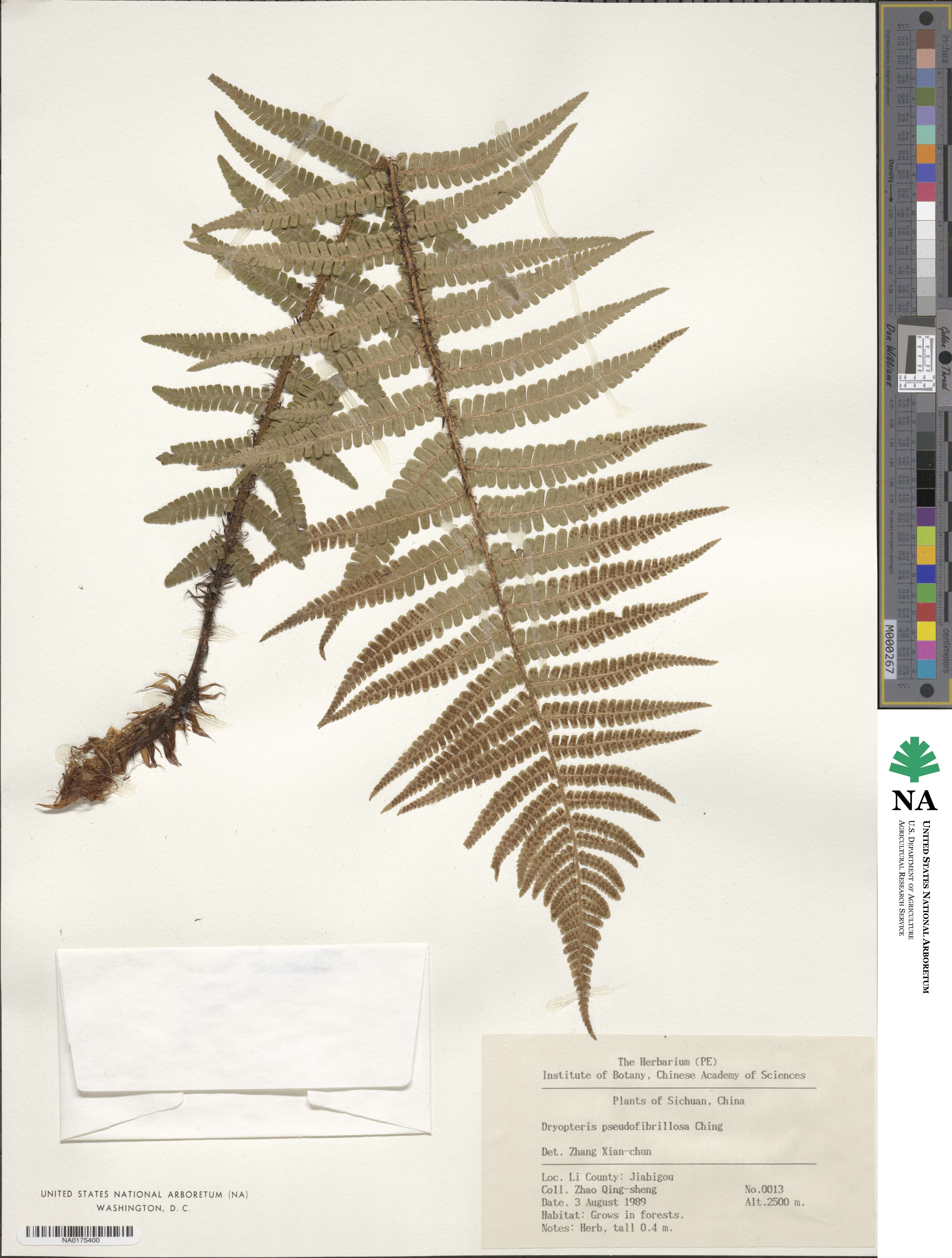 Dryopteris redactopinnata image