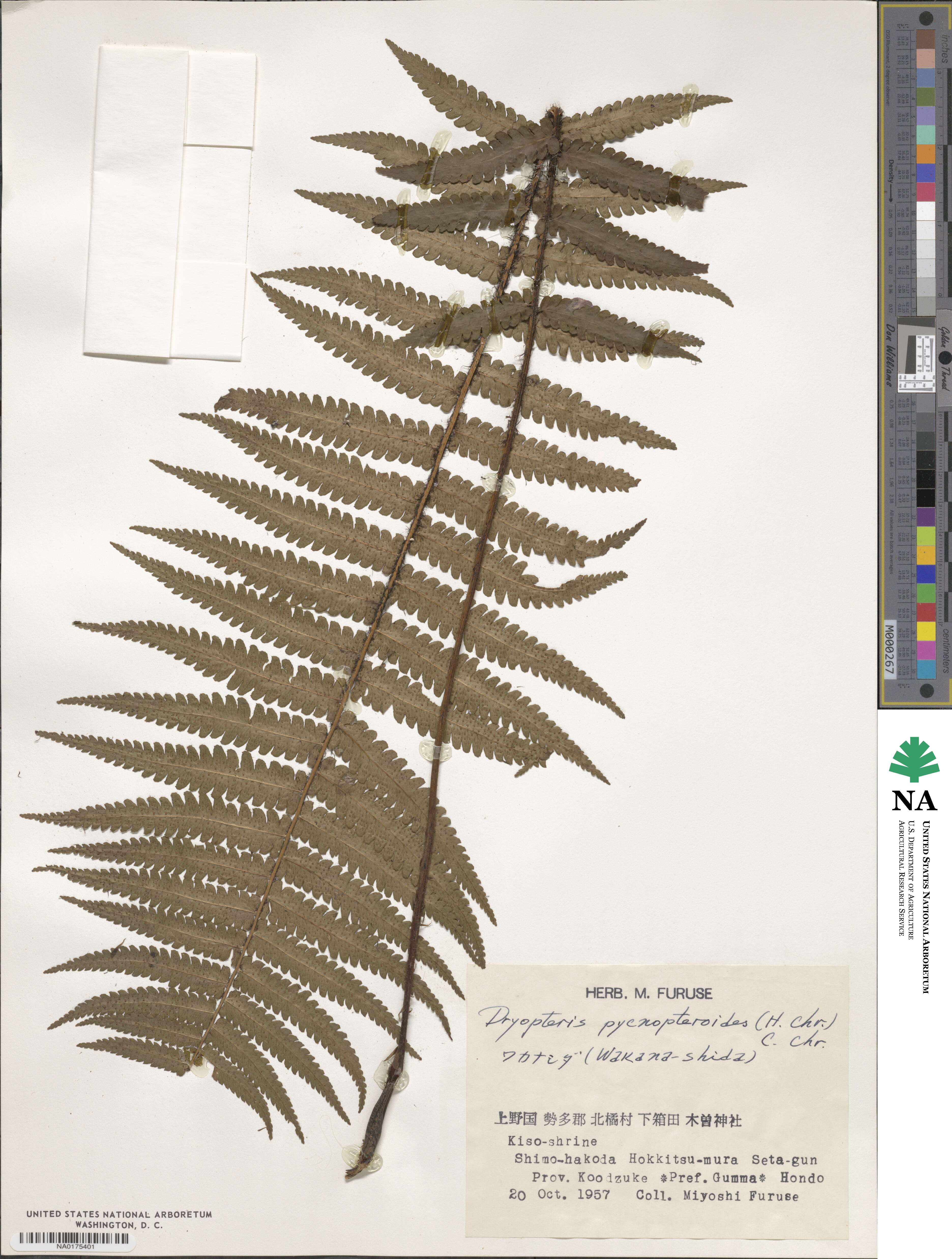 Dryopteris pycnopteroides image