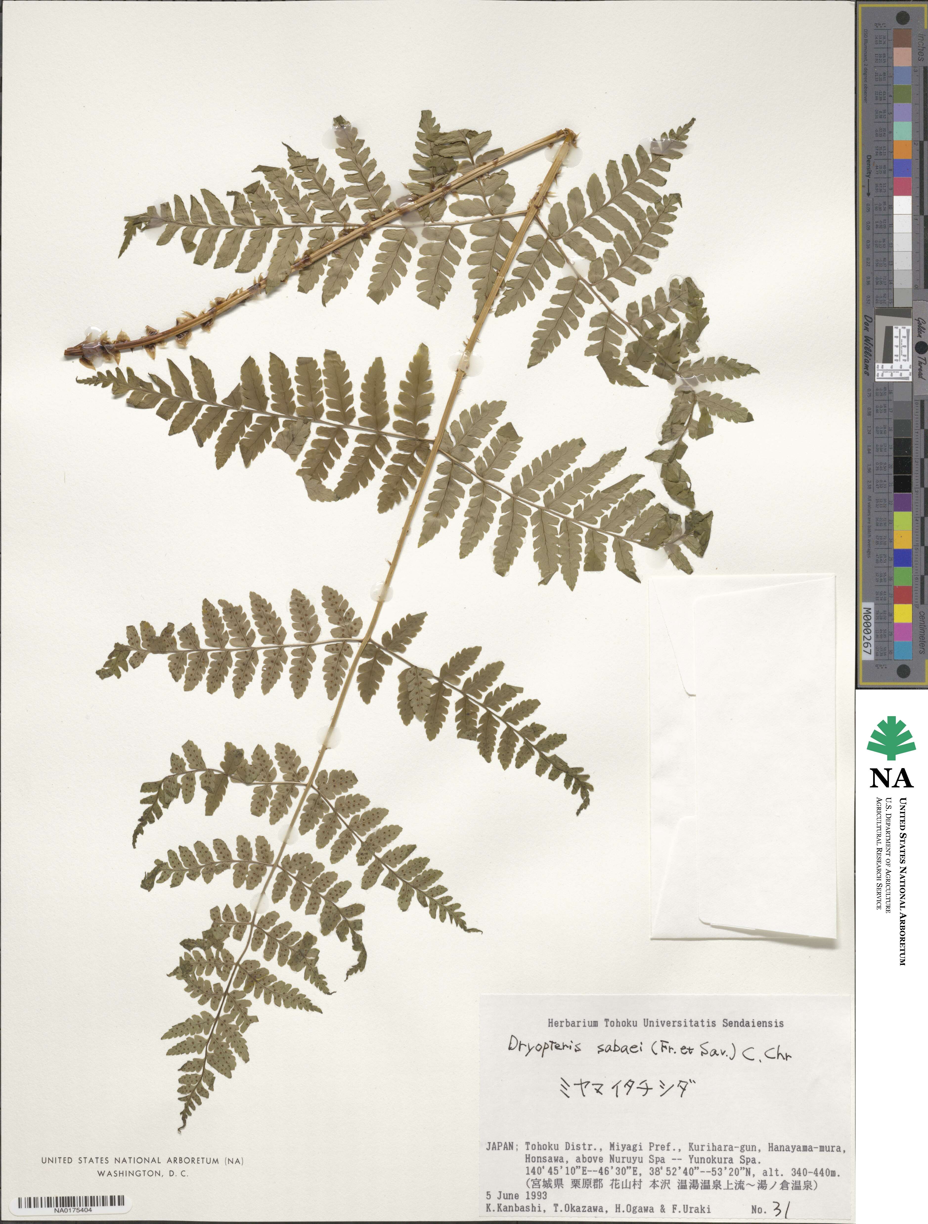 Dryopteris sabaei image