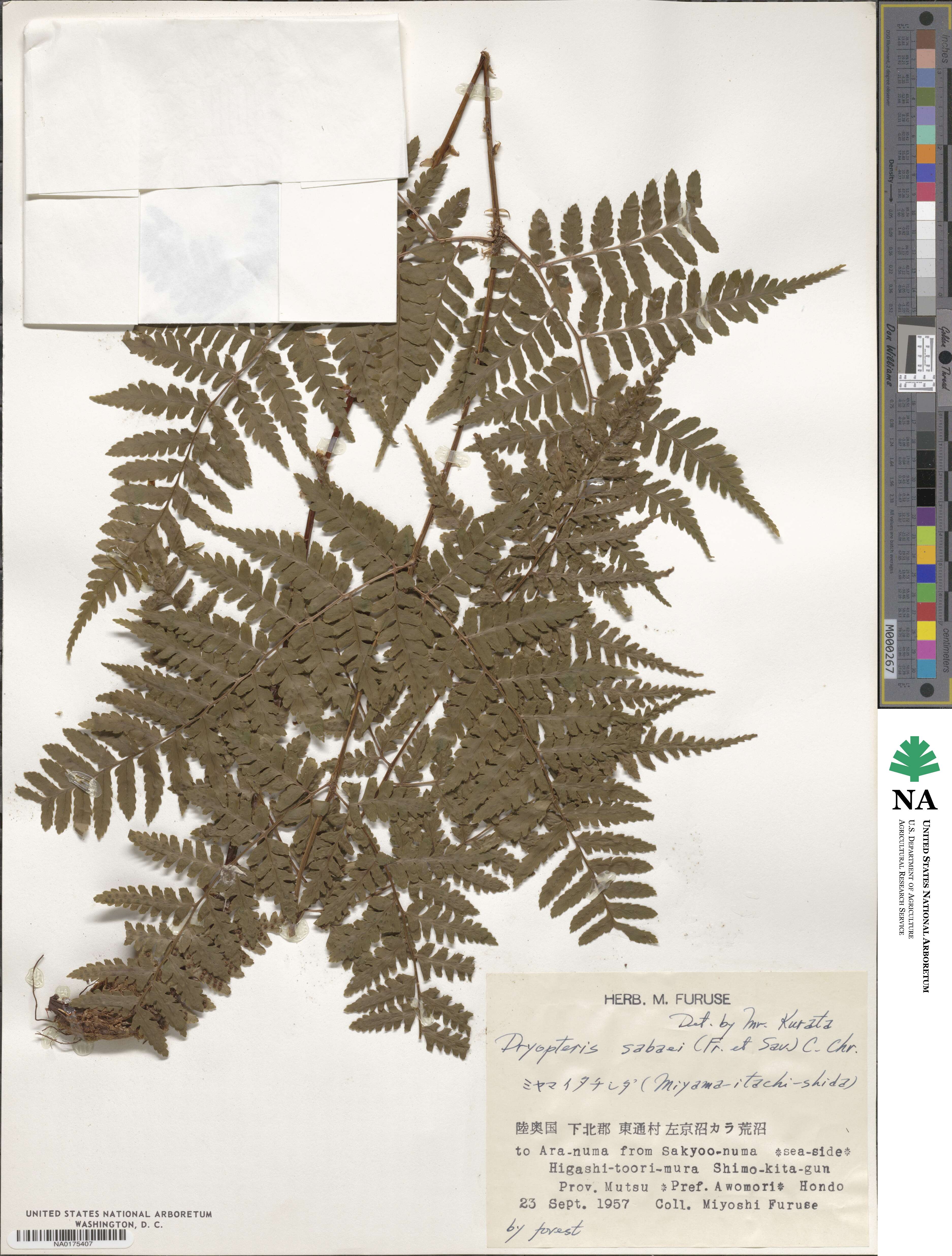 Dryopteris sabaei image