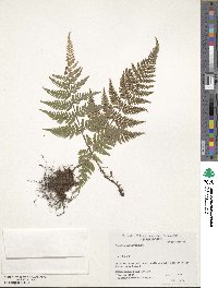 Dryopteris sacrosancta image