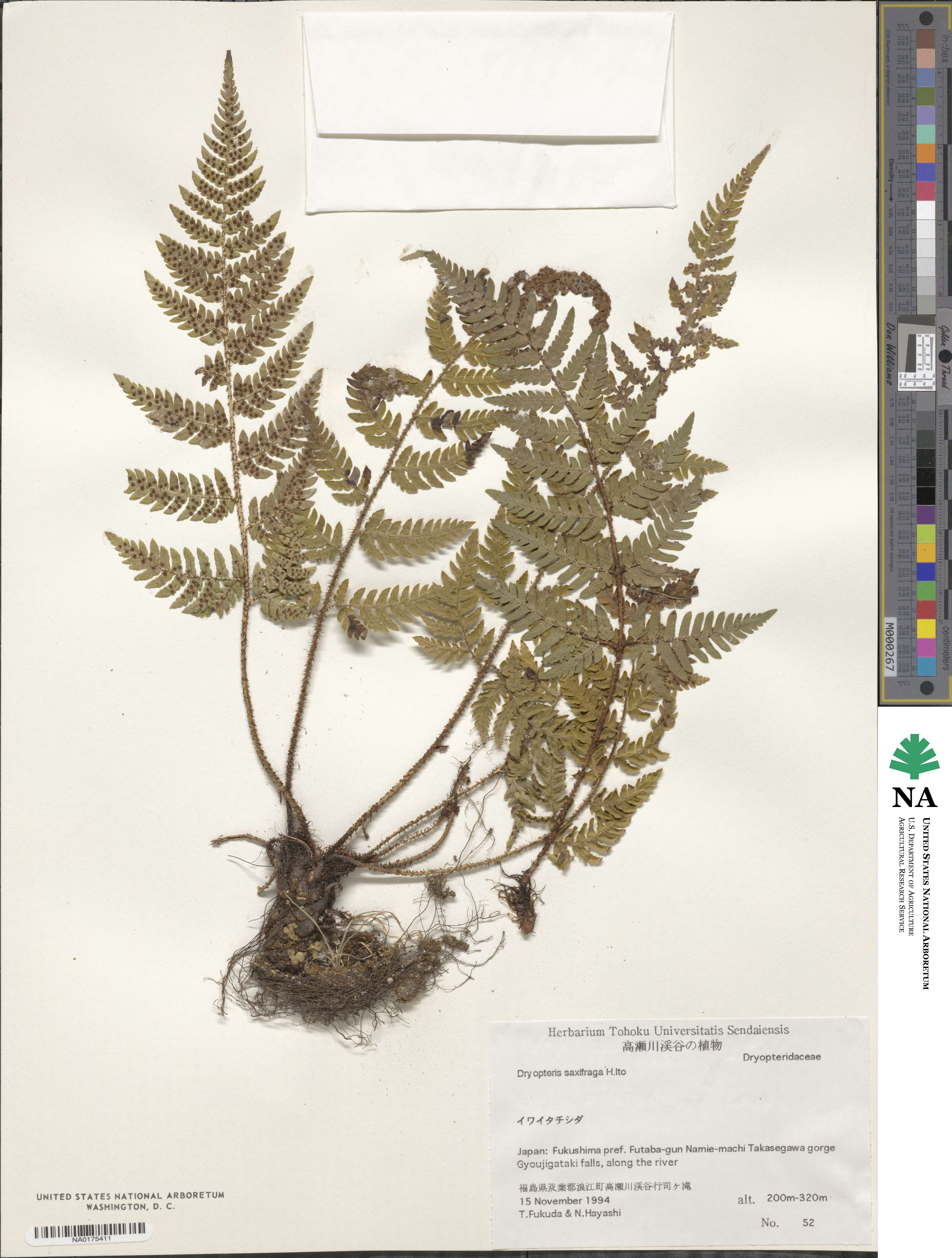 Dryopteris saxifraga image