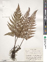 Dryopteris saxifraga image