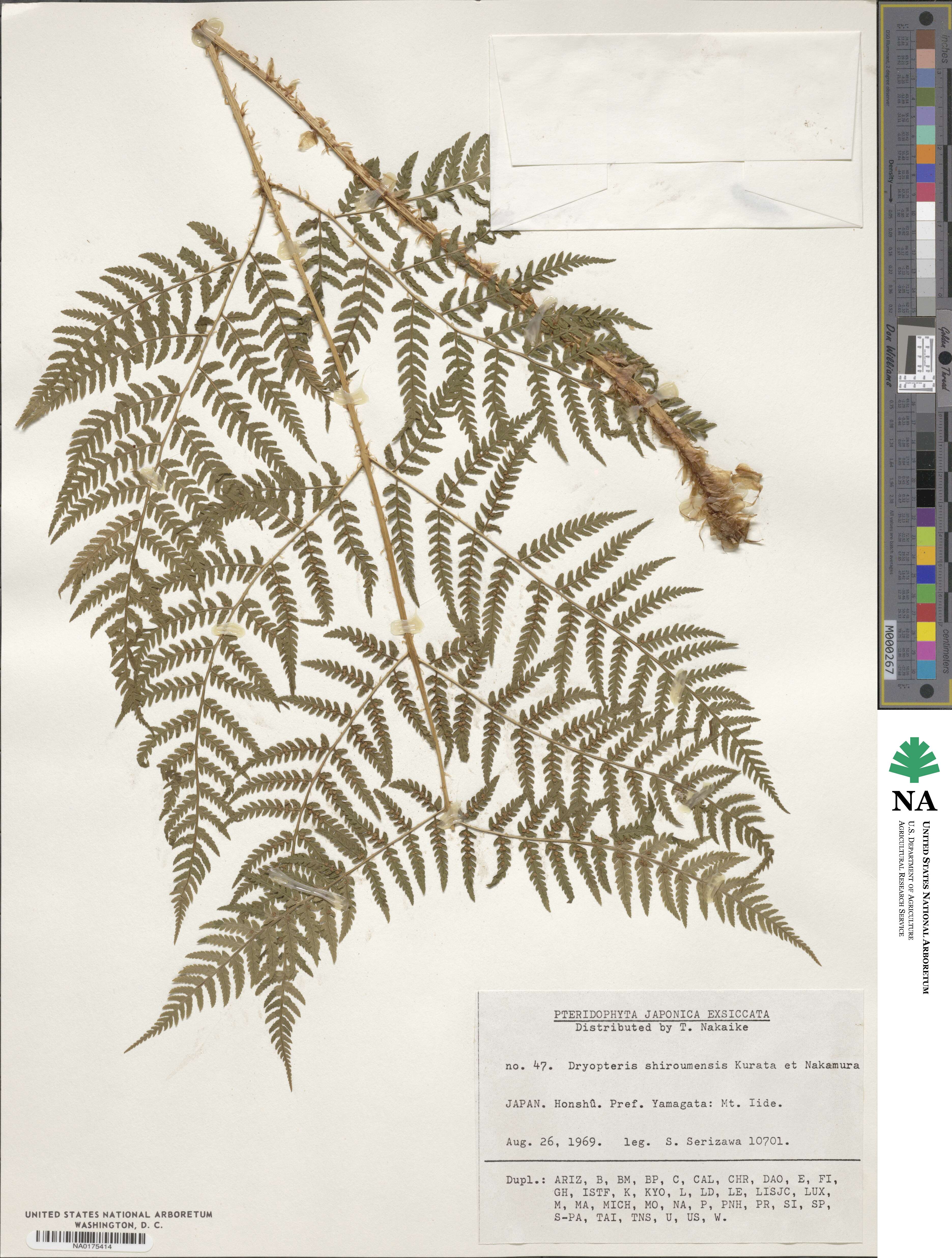 Dryopteris shiroumensis image