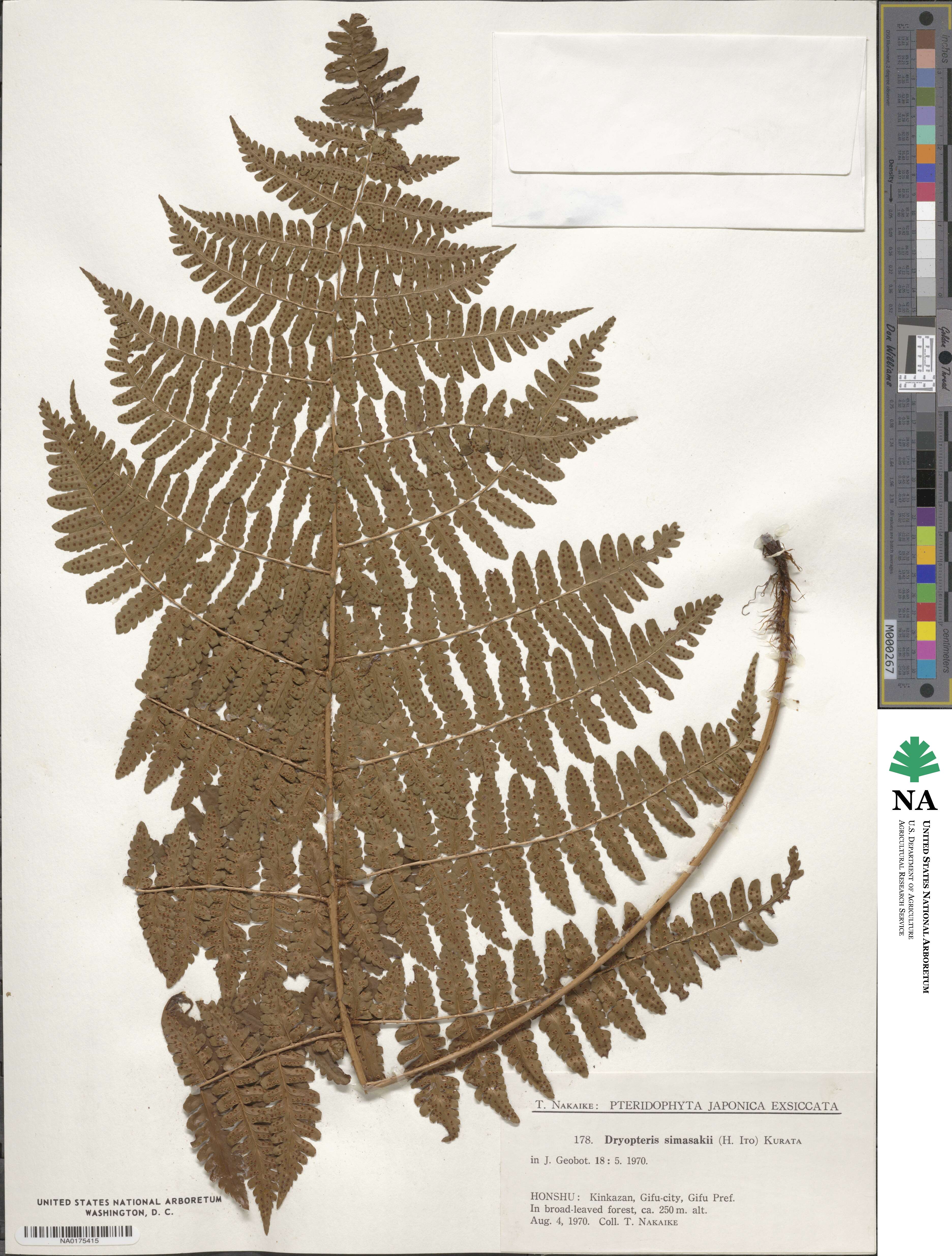 Dryopteris simasakii image