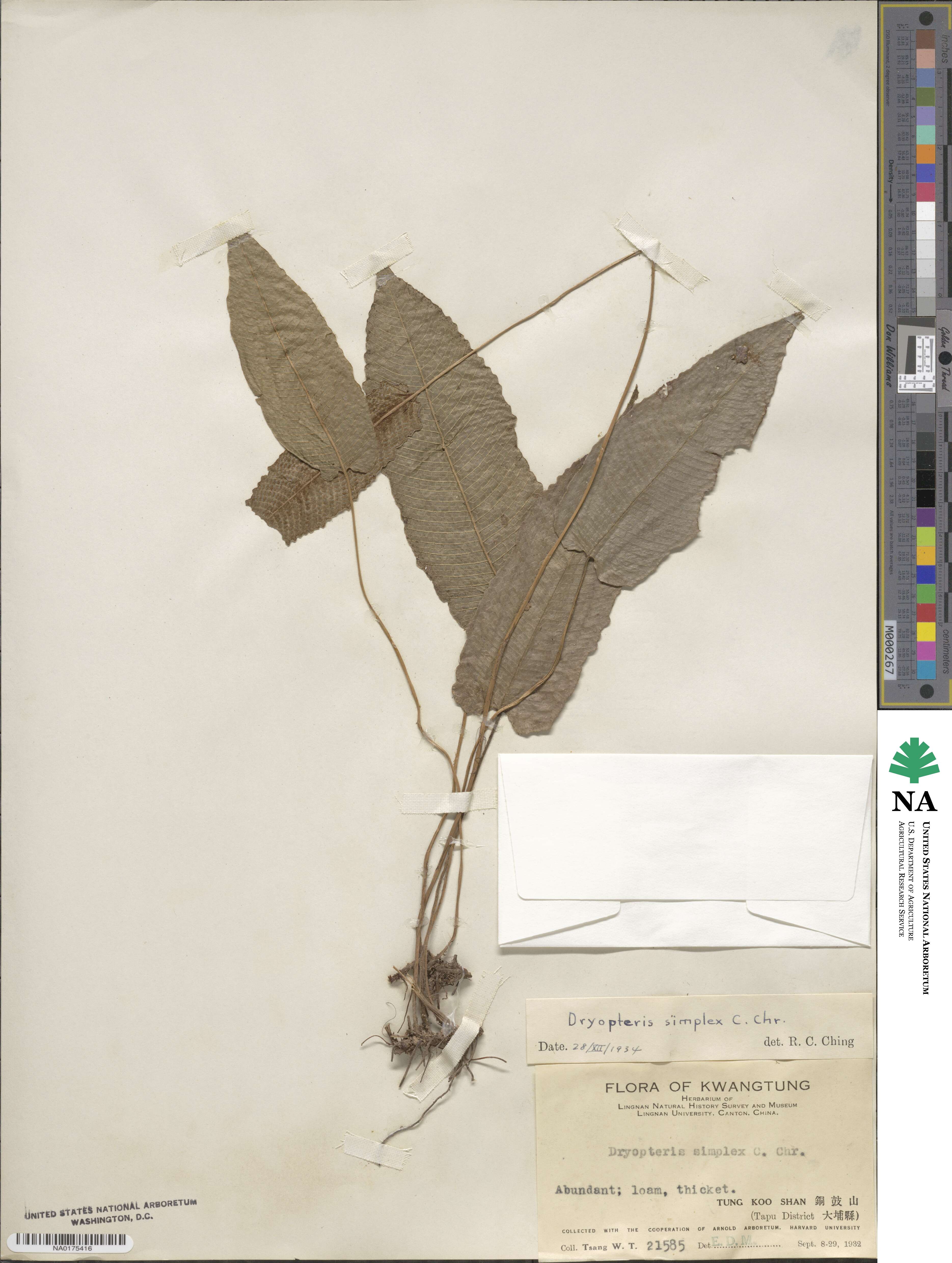 Grypothrix simplex image