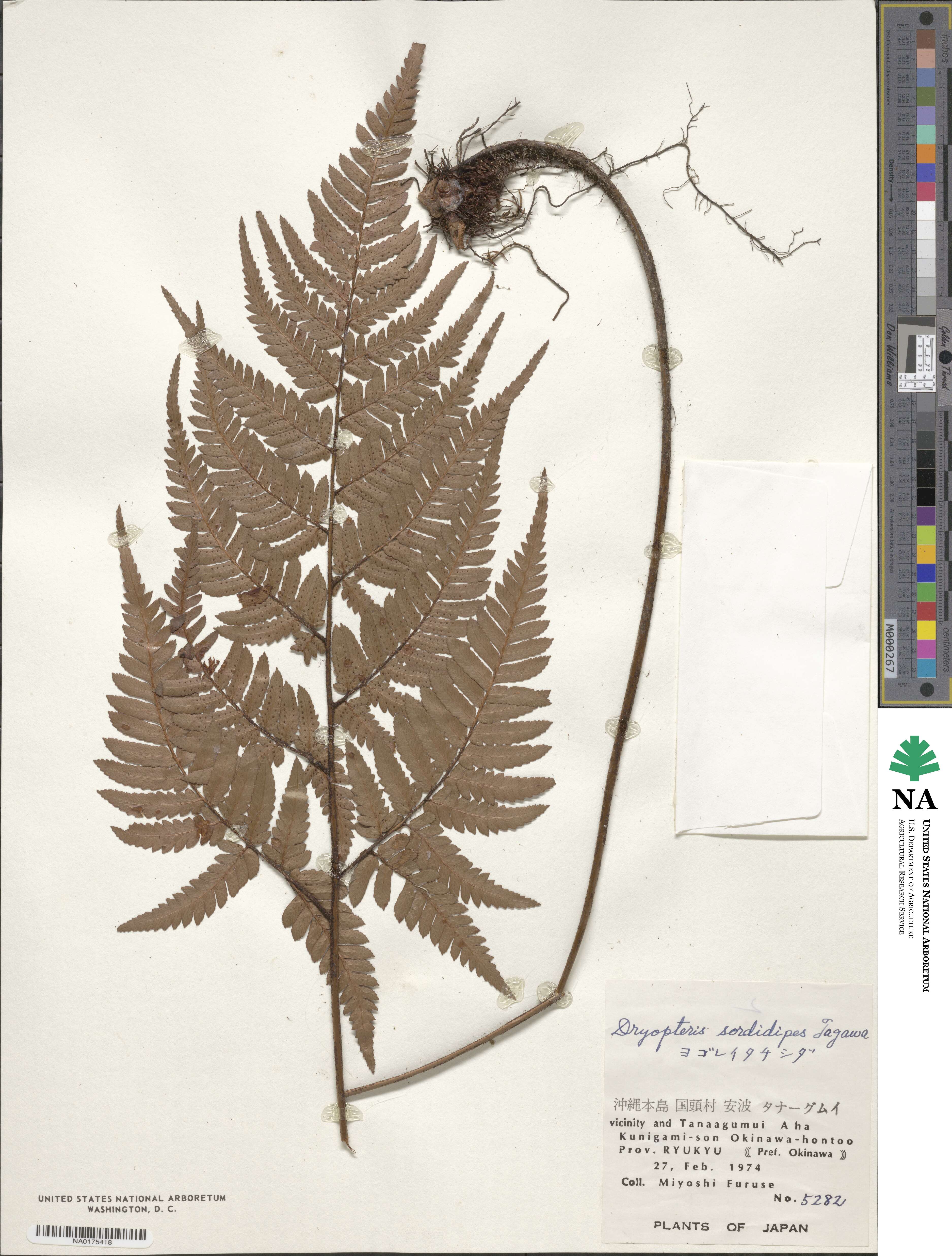 Dryopteris sordidipes image