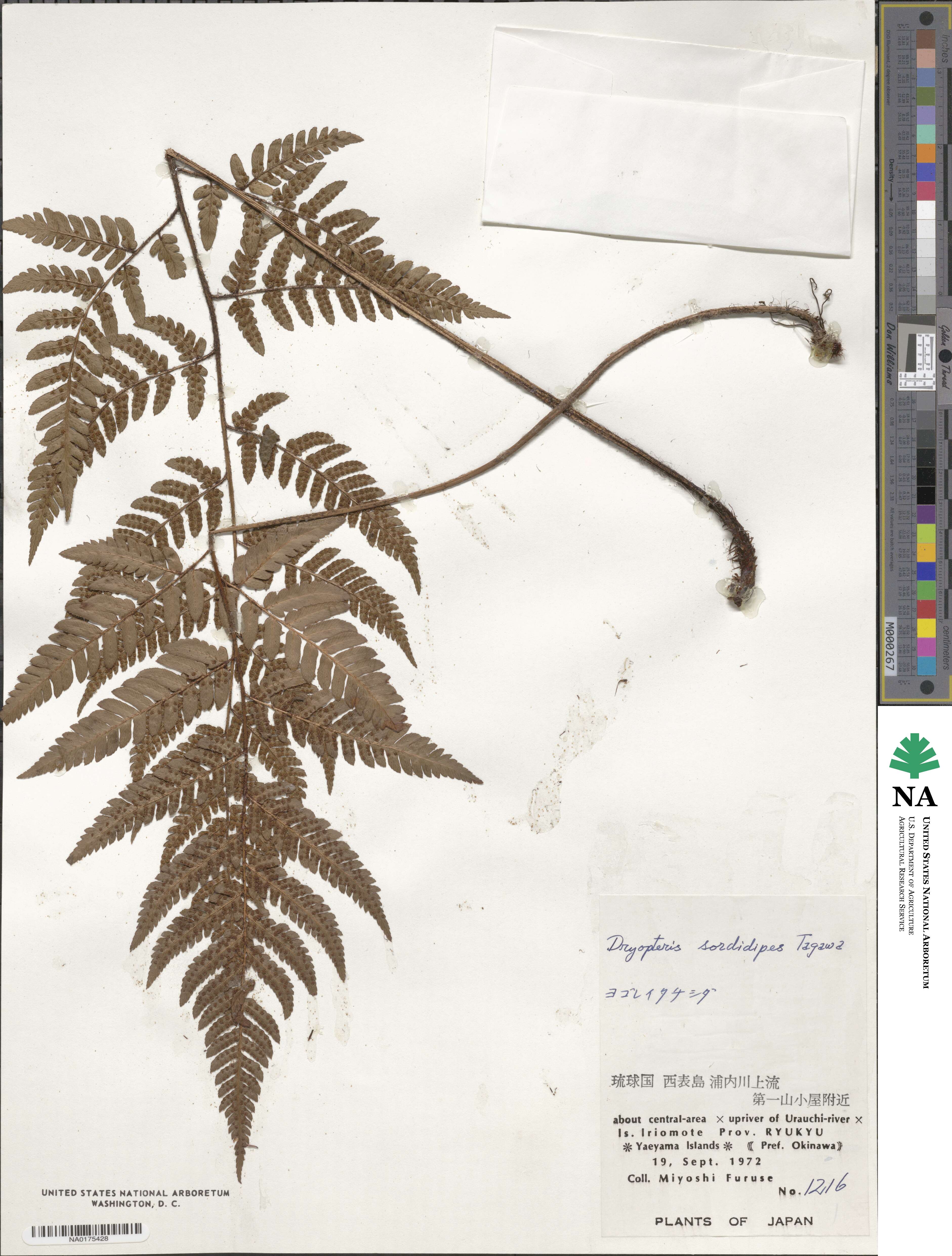Dryopteris sordidipes image