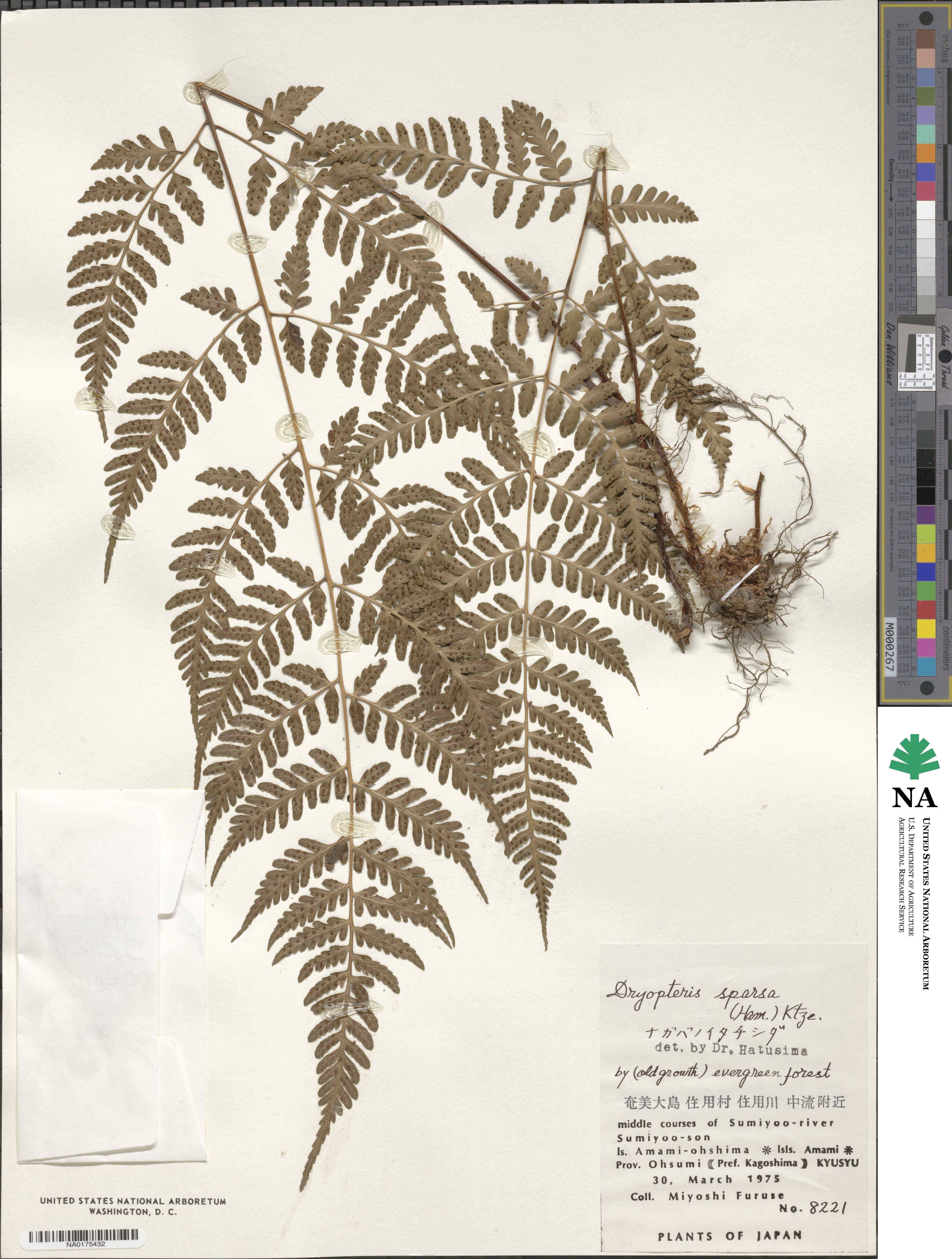 Dryopteris sparsa image