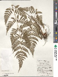 Dryopteris sparsa image