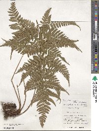 Dryopteris sparsa image