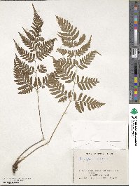 Dryopteris sparsa image