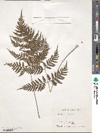 Dryopteris sparsa image