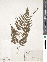 Dryopteris sparsa image