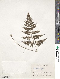 Dryopteris sparsa image