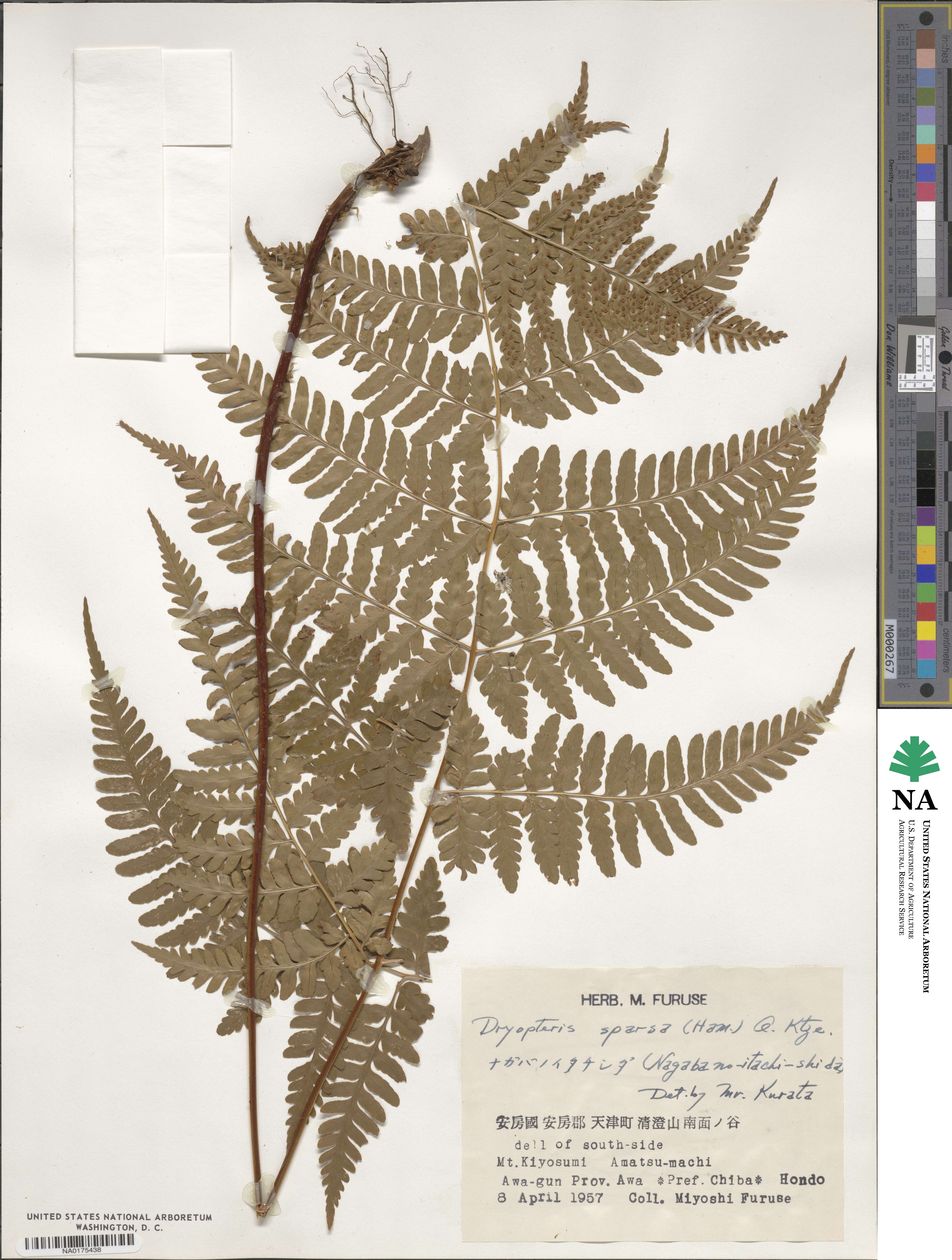 Dryopteris sparsa image