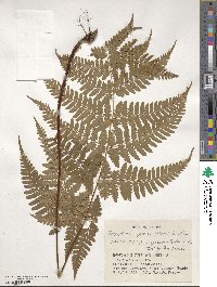 Dryopteris sparsa image