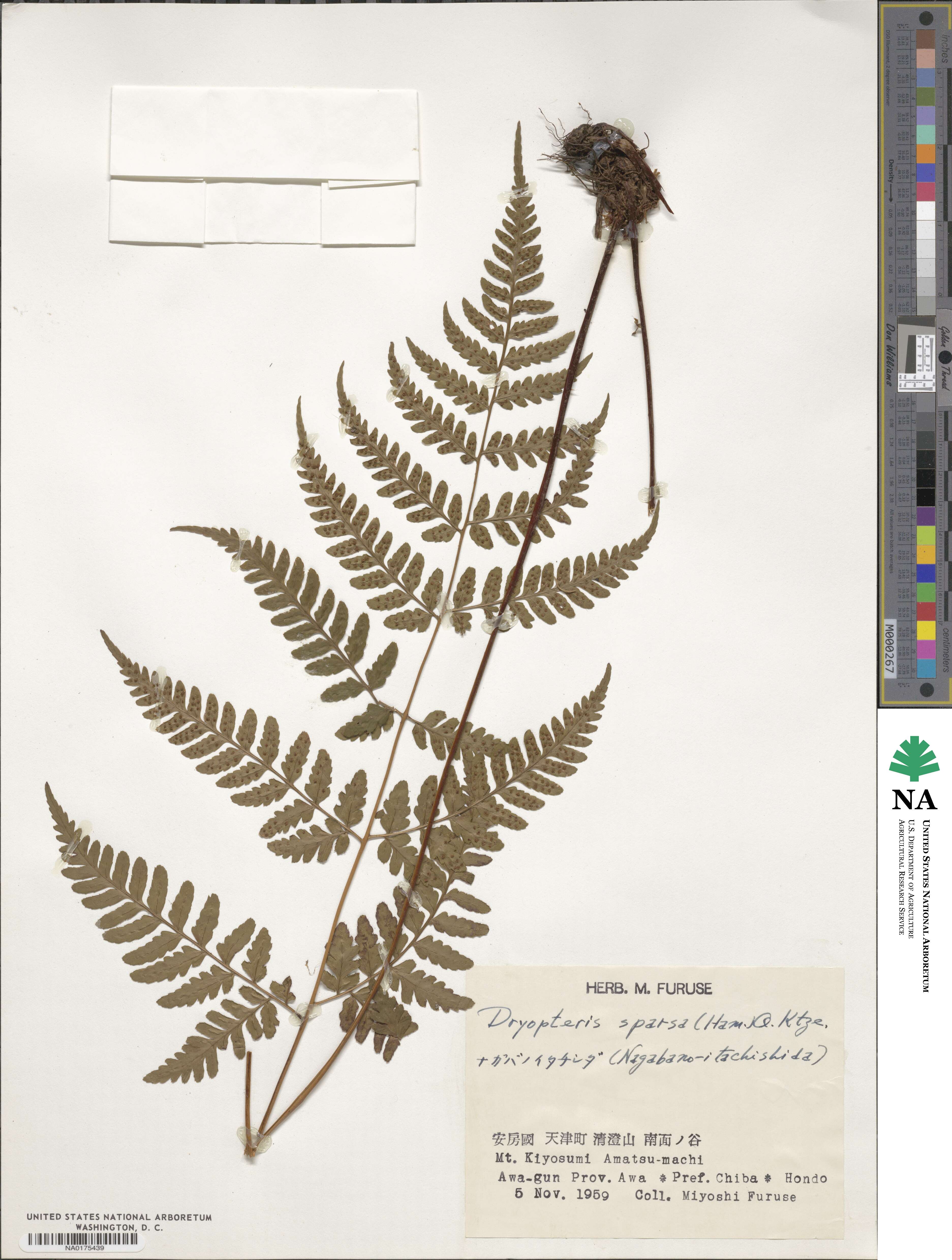 Dryopteris sparsa image