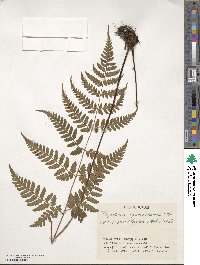 Dryopteris sparsa image