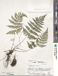 Dryopteris carthusiana image