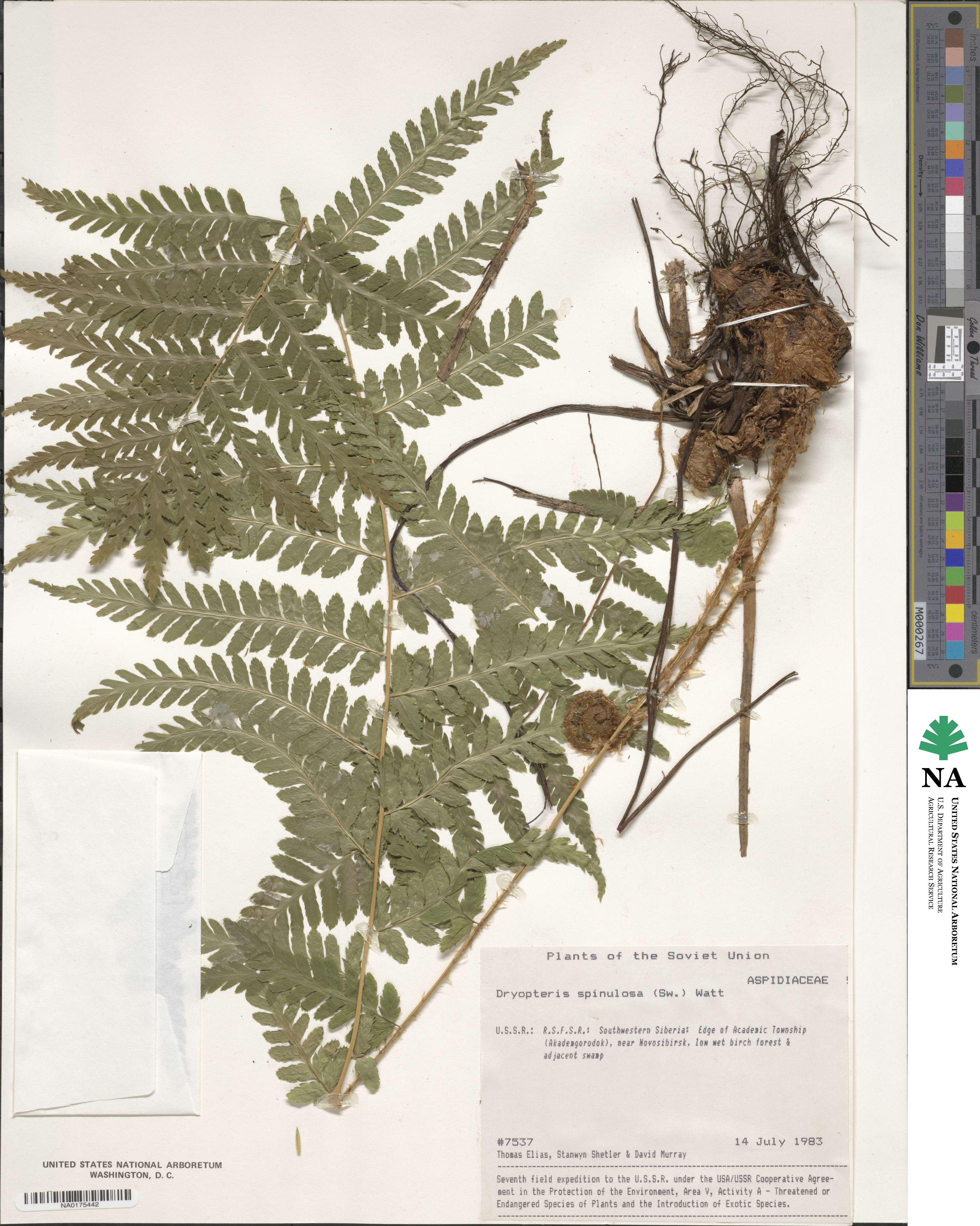 Dryopteris carthusiana image