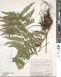 Dryopteris carthusiana image