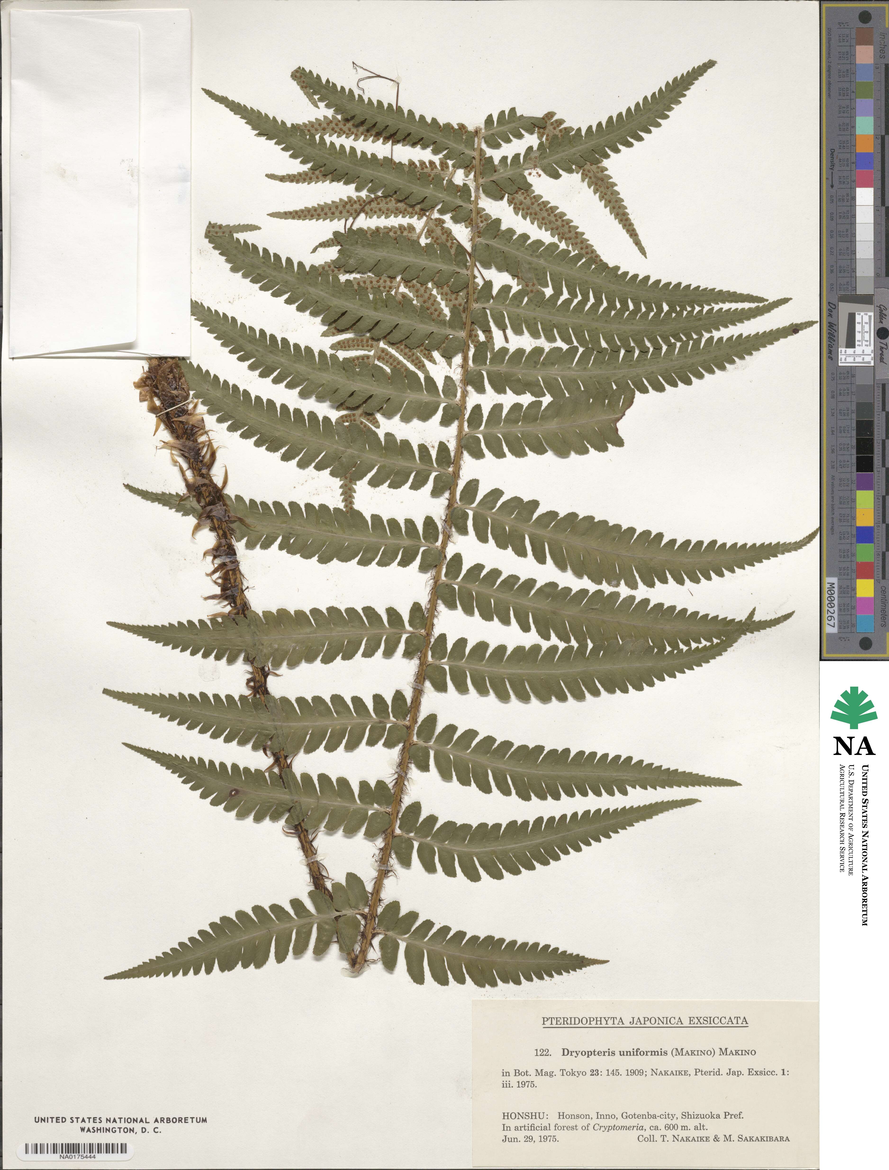 Dryopteris uniformis image