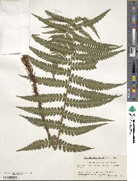 Dryopteris uniformis image