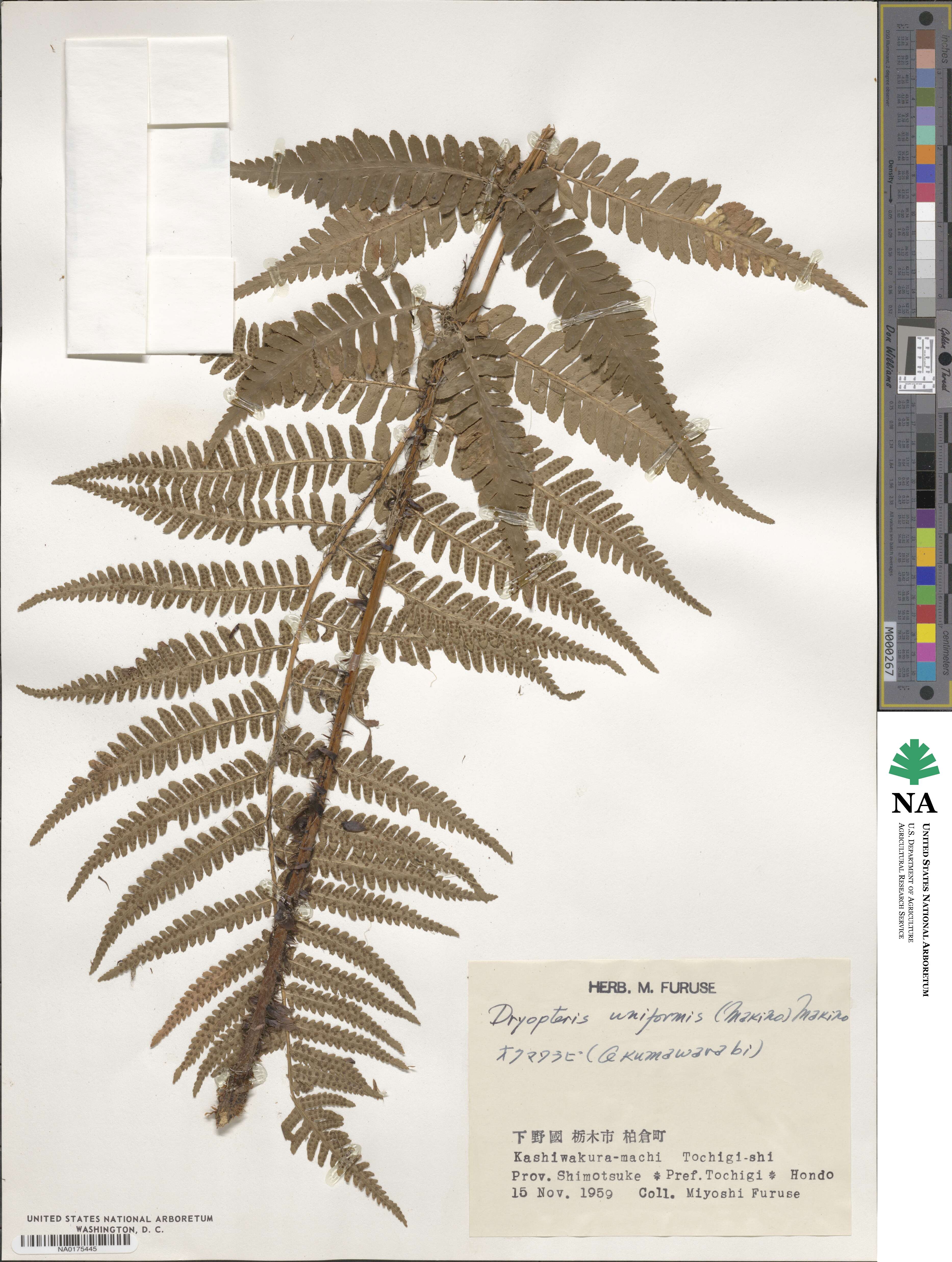 Dryopteris uniformis image