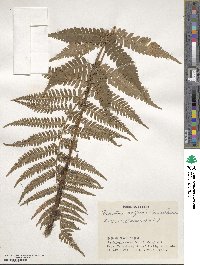 Dryopteris uniformis image