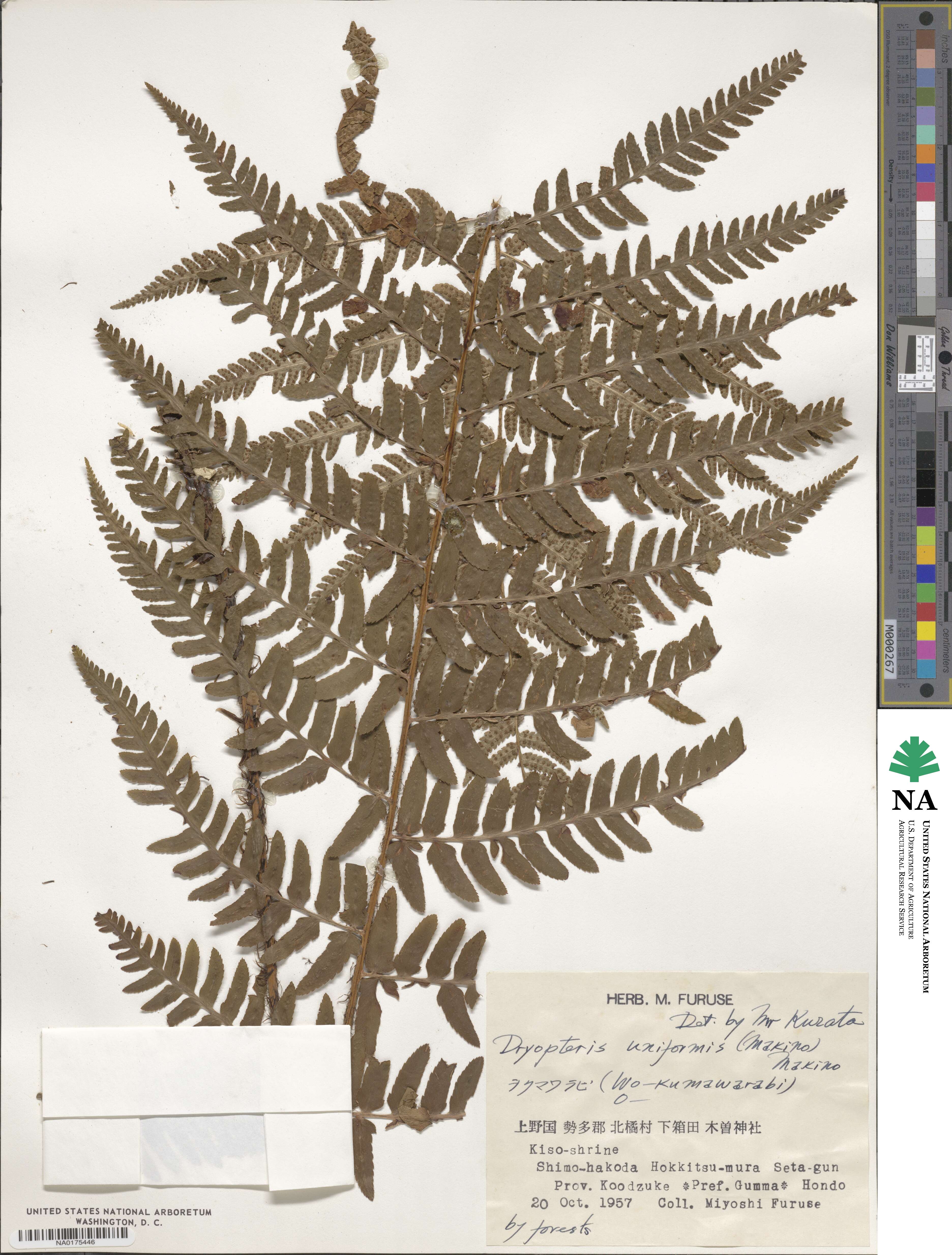 Dryopteris uniformis image