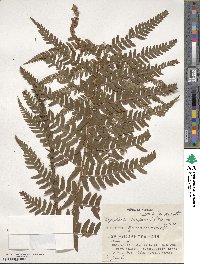 Dryopteris uniformis image