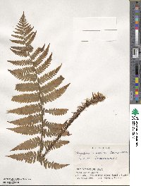 Dryopteris uniformis image