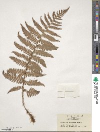 Dryopteris uniformis image