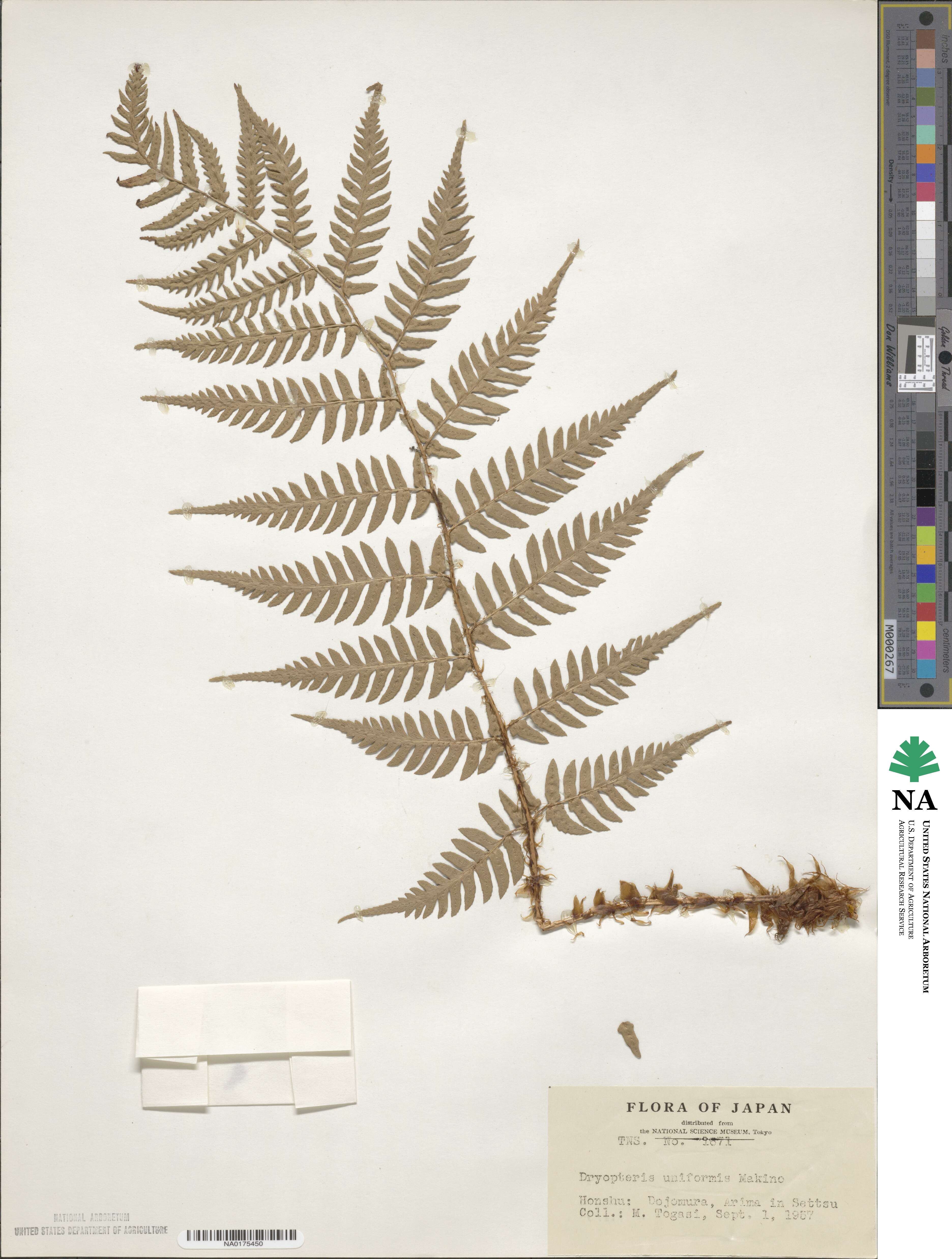 Dryopteris uniformis image