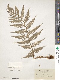 Dryopteris uniformis image