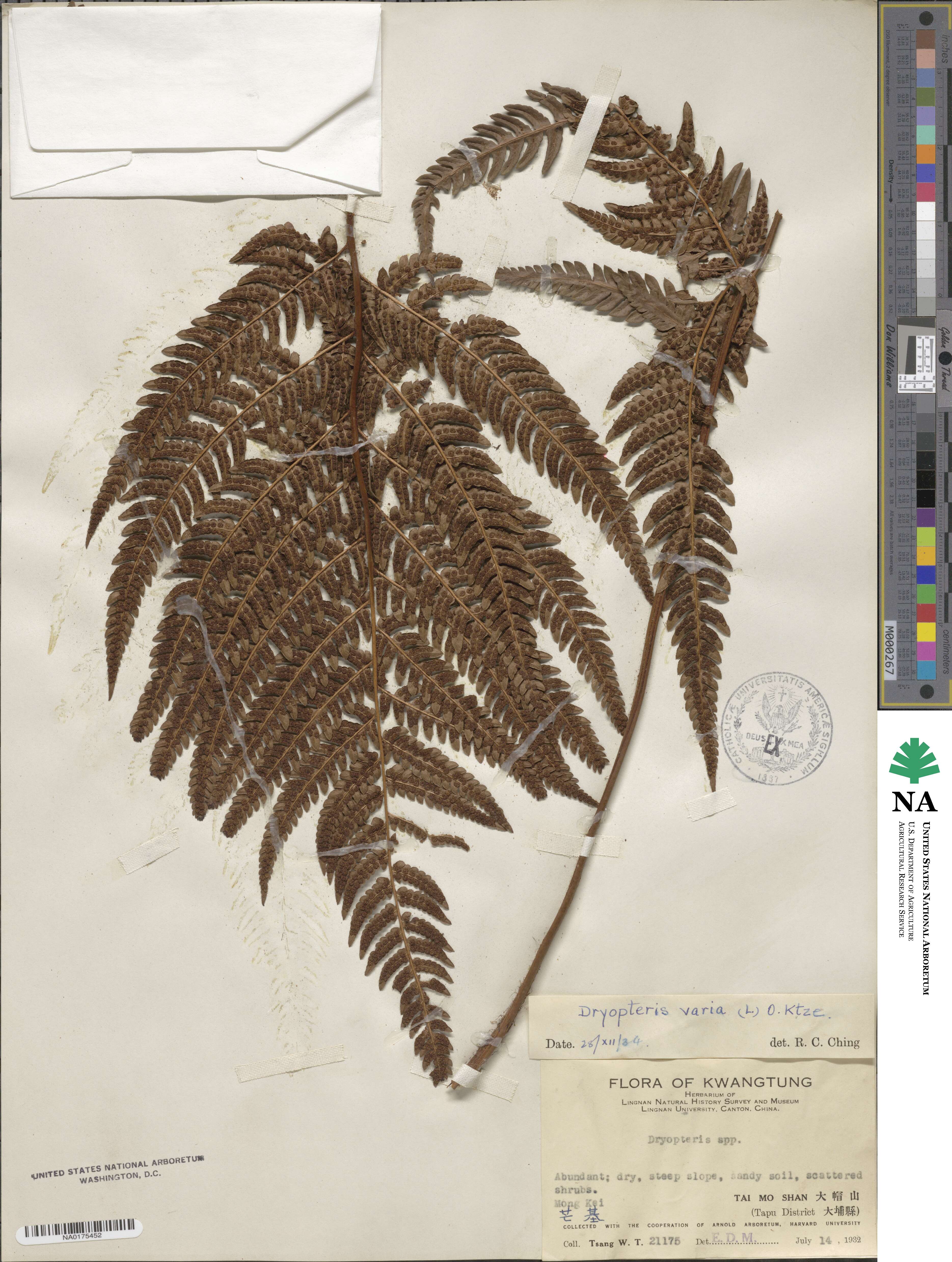 Dryopteris varia image