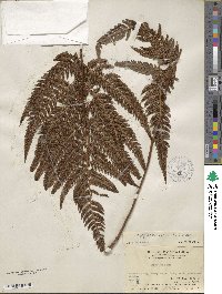 Dryopteris varia image