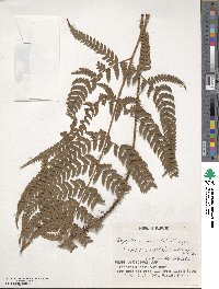 Dryopteris varia image