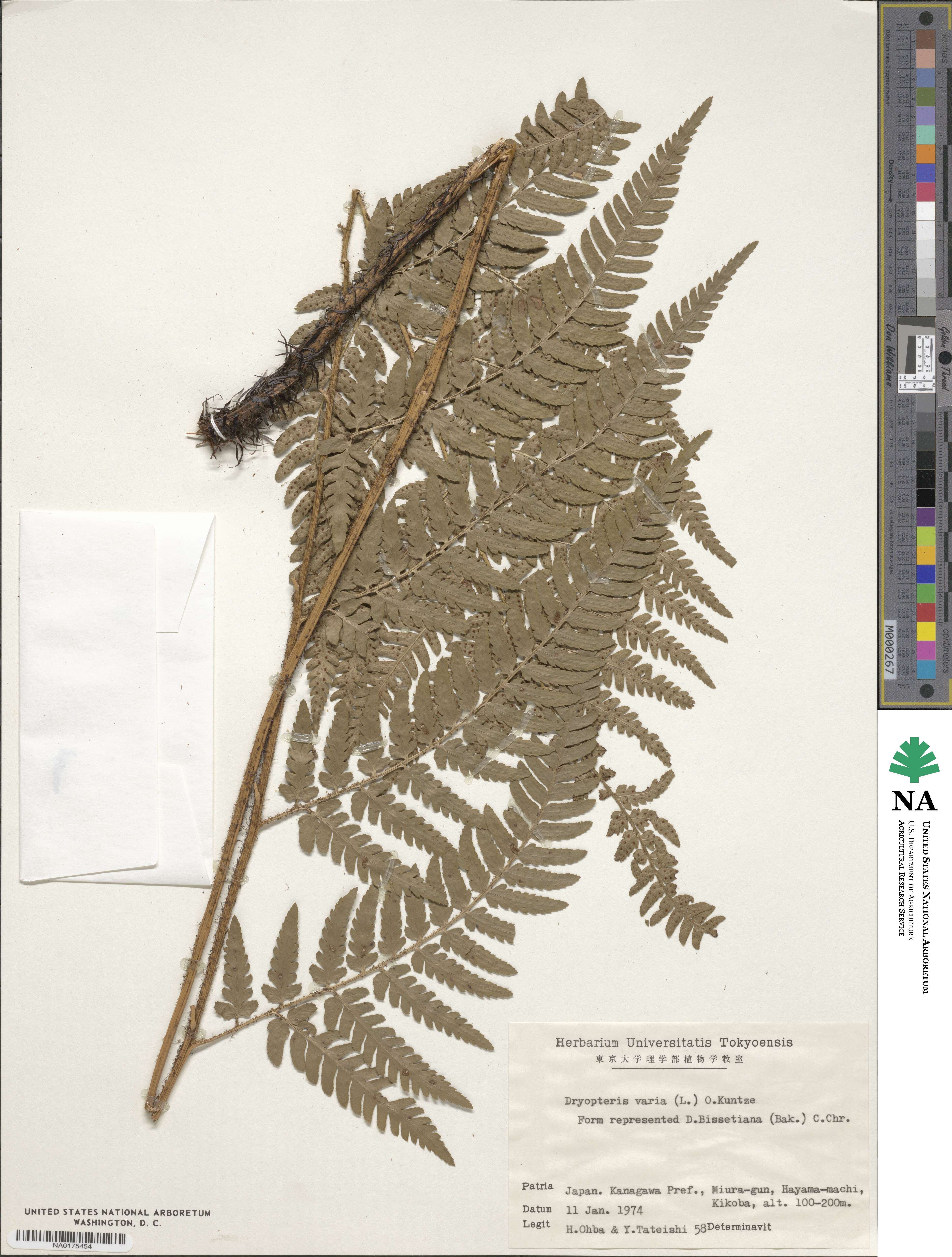 Dryopteris varia image