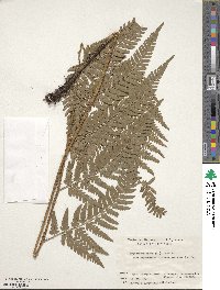 Dryopteris varia image