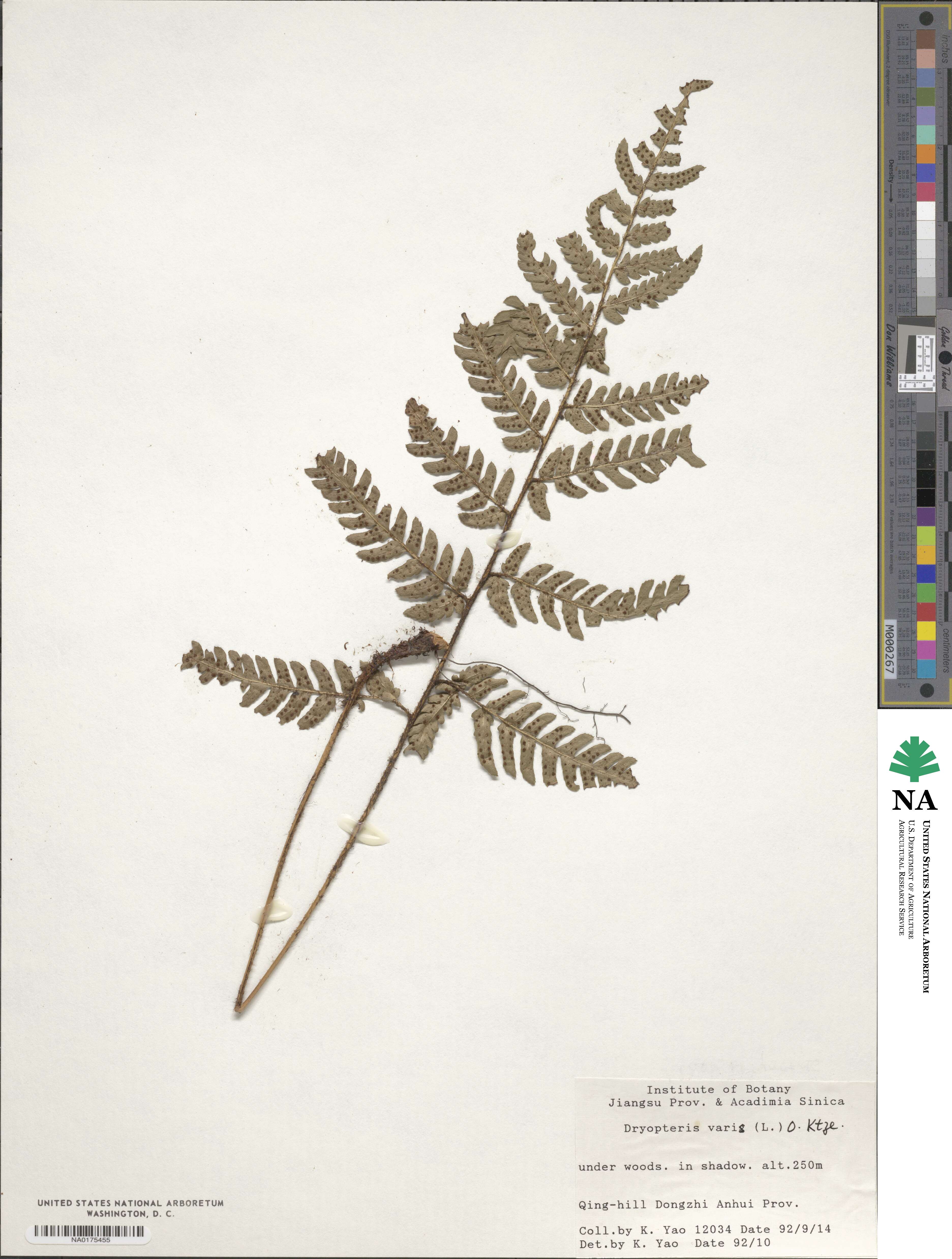 Dryopteris varia image