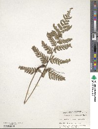 Dryopteris varia image