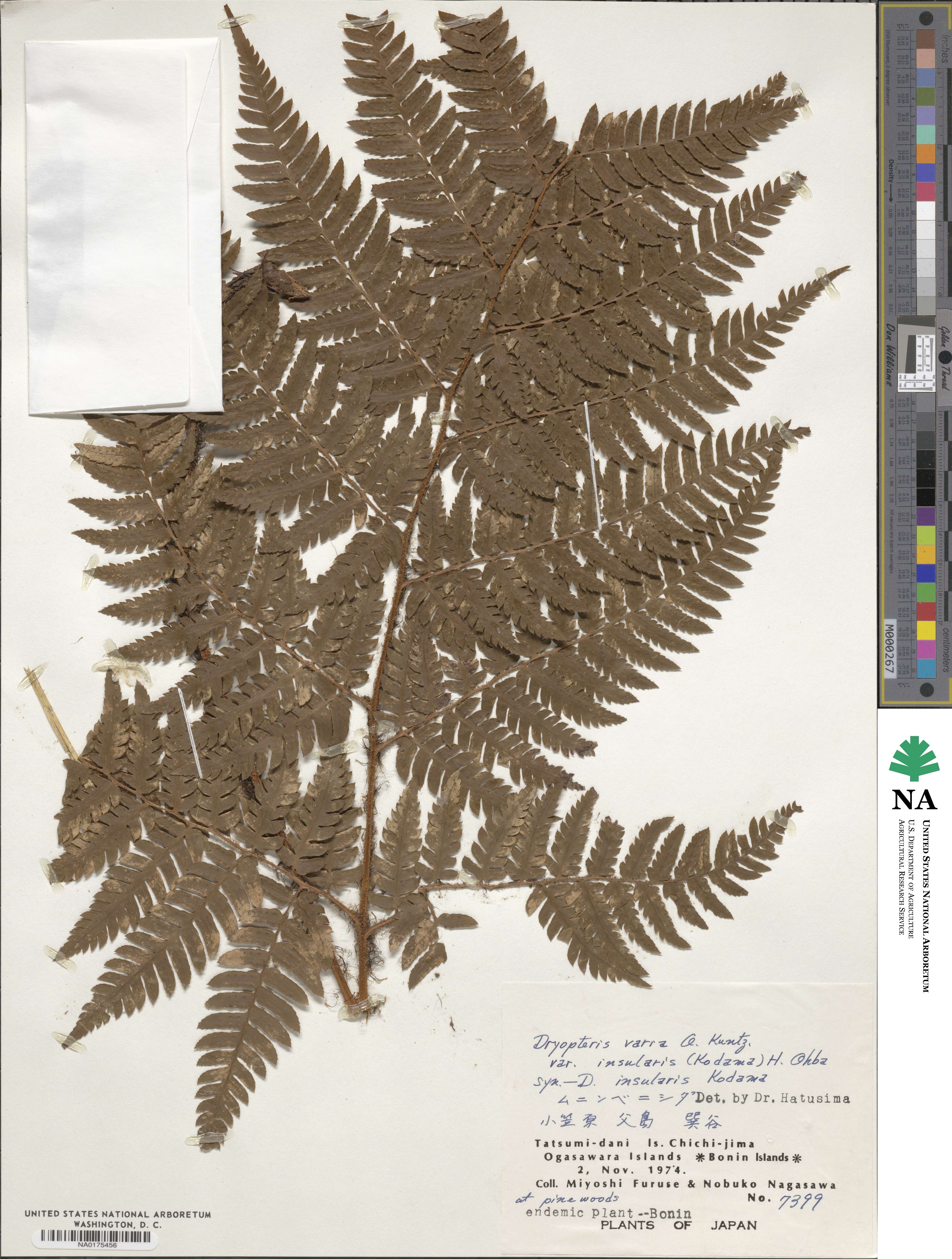 Dryopteris insularis image