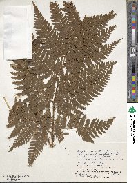 Image of Dryopteris insularis