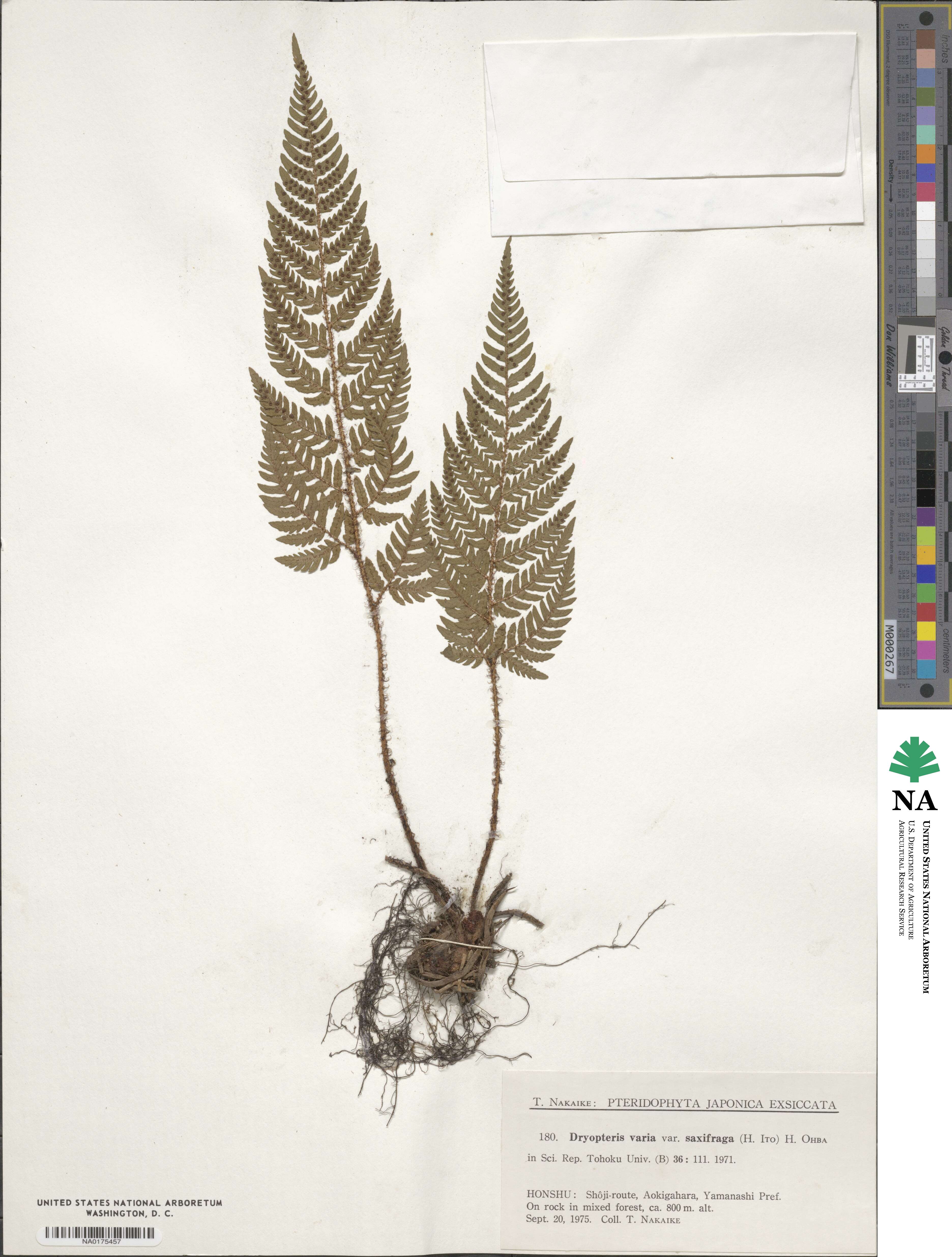 Dryopteris saxifraga image