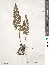 Dryopteris saxifraga image