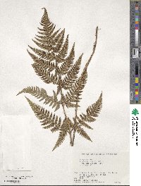 Dryopteris bissetiana image