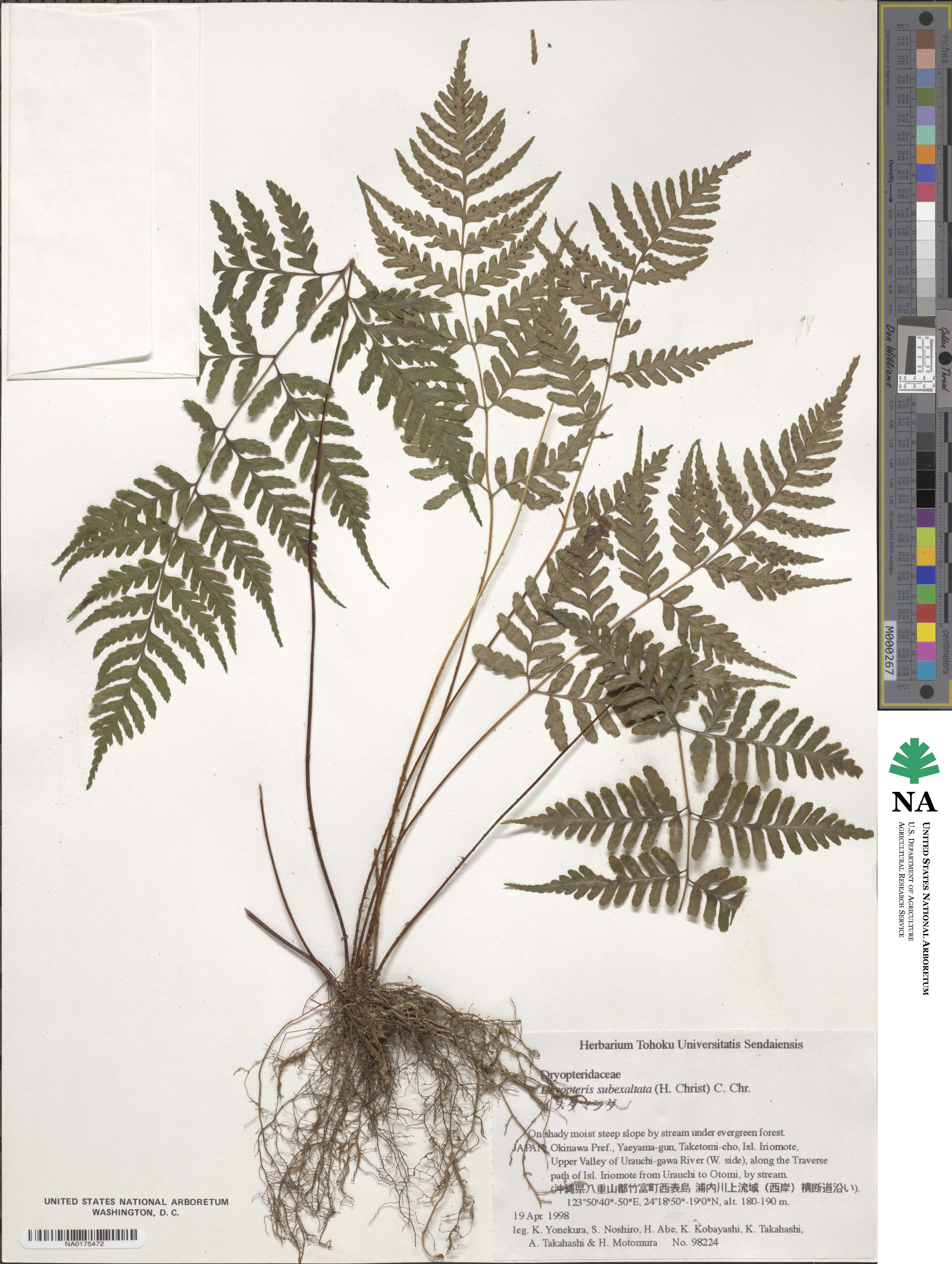 Dryopteris ×subexaltata image