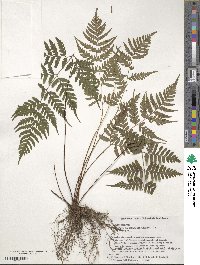 Dryopteris ×subexaltata image